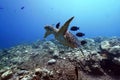 Photos of many fish and a turtle swimming in the deep blue sea.