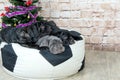 Photos Mastino breed dogs Neapolitana have a Christmas tree.