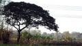 Big tree, banana tree in the rice field