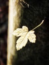 Photos of nature in the surroundings of Hamburg in autumn