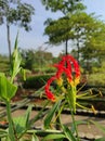 photos of ornamental plants growing on plantations are flowering red