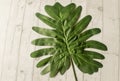 Photos from photography accessories in the form of green leaves