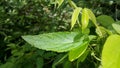 Photos of plant leaves in the forest Royalty Free Stock Photo