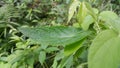 Photos of plant leaves in the forest Royalty Free Stock Photo