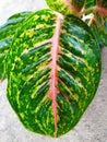 photo of pink leaves