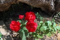 Photos of red roses in the garden