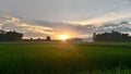 Photos of rice fields or paddy fields in the morning after sunrise in Indonesia