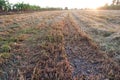 Photos of rice stubble that is harvested In the morning Royalty Free Stock Photo