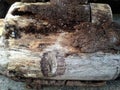 photos of round logs, teak wood raw material for the production of frames and the like, suitable for carving materials Royalty Free Stock Photo