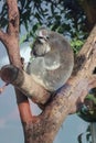 Happy life Koala