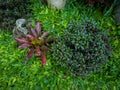 School garden with mini elephant grass bromeliads