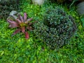 School garden with mini elephant grass bromeliads