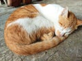 Photos of sleeping cats