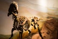 Photos of some dinosaur fossils replicas