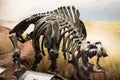 Photos of some dinosaur fossils replicas