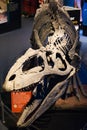 Photos of some dinosaur fossils replicas