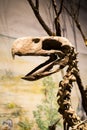 Photos of some dinosaur fossils replicas