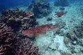Photos of squid swimming above beautiful coral reefs in the sea.Can be used as a background image