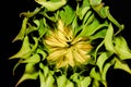 Photos of sunflower Helianthus annuus