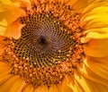 Photos of sunflower Helianthus annuus