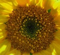 Photos of sunflower Helianthus annuus