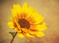 Photos of sunflower Helianthus annuus