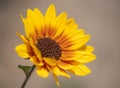 Photos of sunflower Helianthus annuus