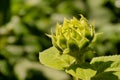 Photos of sunflower Helianthus annuus
