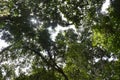 Photos of the tropical rainforest on a hot sunny day in summer.Tropical Evergreen Forest or Rain Forest in south east asia