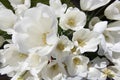 Photos from the tulip festival taken in Istanbul Gulhane Park. Tulips in red photographed from the top. Closeup.