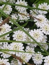 Photos of unusual beauty, which captured white beautiful flowers.