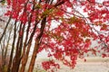 The red leaves in the morning fog Royalty Free Stock Photo