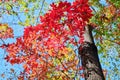 The tree with beautiful red leaves Royalty Free Stock Photo