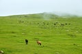 The horses on the hillside in Valley grassland Royalty Free Stock Photo