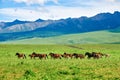 The horses in summer grassland Royalty Free Stock Photo