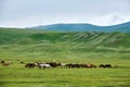 The manada in Valley grassland Royalty Free Stock Photo