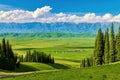 The picea schrenkiana in the high mountain meadow Royalty Free Stock Photo