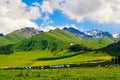 The snow mountains and mongolia yurts in summer grassland Royalty Free Stock Photo