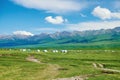 The white mongolia yurts in summer grassland