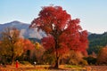 The redl maple and mountains sunset Royalty Free Stock Photo