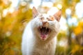 The cat yawns towards the camera on an orange autumn background Royalty Free Stock Photo