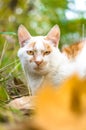 The cat close to autumn leaf and looks at the camera Royalty Free Stock Photo