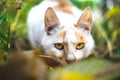 The cat sniffs an autumn leaf and looks at the camera Royalty Free Stock Photo