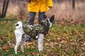 Dog in the field with orange leaves. A dog in clothes walks on the street next to a man Royalty Free Stock Photo