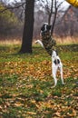 Dog in training. Photo in a jump, in motion, on the street in a yellow field. Funny expression Royalty Free Stock Photo