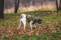 Dog in the field with orange leaves. Dog in clothes walks on the street. Royalty Free Stock Photo