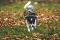 Dog in the field with orange leaves. Dog in clothes walks on the street. Royalty Free Stock Photo