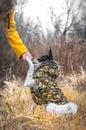 The dog executes the command to give a paw. Side photo, basenji in clothes. Standing in the yellow field Royalty Free Stock Photo