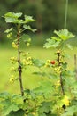 Photos of a young currant bush growing in the garden, farm. Growing currants. Green unripe currant berries on the bush. Berry Royalty Free Stock Photo