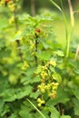 Photos of a young currant bush growing in the garden, farm. Growing currants. Green unripe currant berries on the bush. Berry Royalty Free Stock Photo